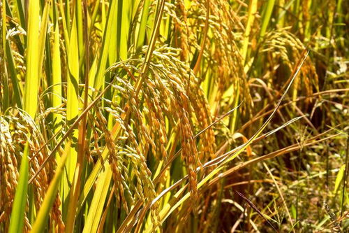 興和縣域經濟煥發新動能 品牌升級助力鄉村振興中的谷物銷售變革