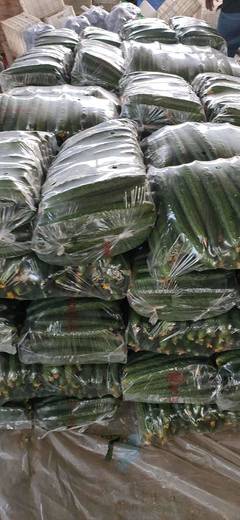 [刺黃瓜批發]刺黃瓜 25~35cm價格1.5元/斤 10000斤起批